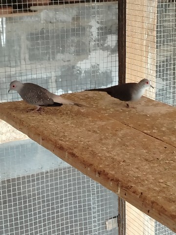 Sprzedam gołąbki diamentowe lub zamienię