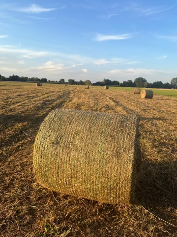 Sprzedam siano z saladery: cen 65zł