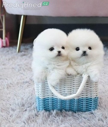 Szczenięta rasy pomeranian miniaturowe na sprzedaż -