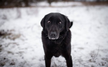Portos - łagodny, przyjazny psiak w typie labka