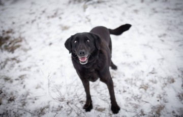 Portos - łagodny, przyjazny psiak w typie labka
