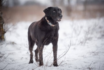 Portos - łagodny, przyjazny psiak w typie labka