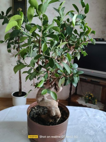 Drzewko bonsai 55 cm