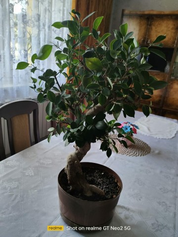 Drzewko bonsai 55 cm