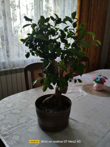 Drzewko bonsai 55 cm