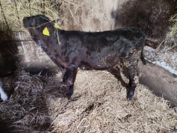 Jałoszki Polskie odchowane