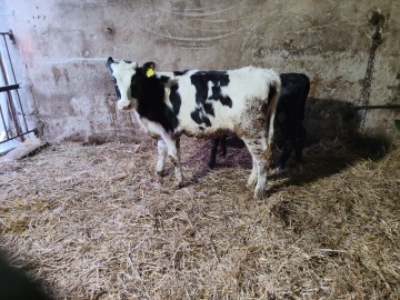 Jałoszki Polskie odchowane