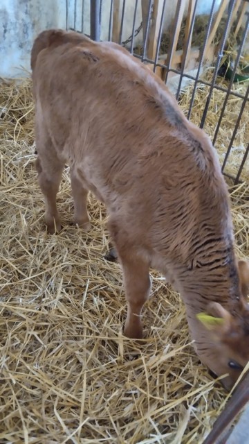 Sprzedam jał&oacute;wki