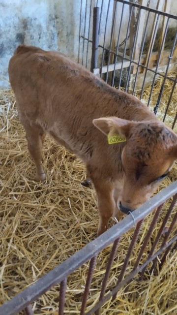 Sprzedam jał&oacute;wki