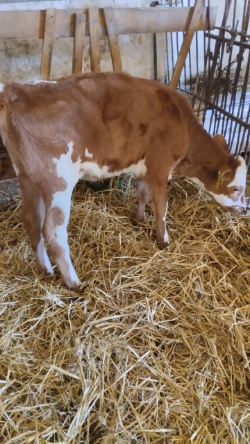 Sprzedam jał&oacute;wki