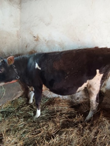 Sprzedam jał&oacute;wkę