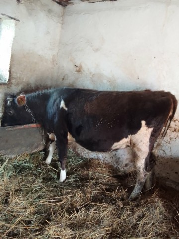 Sprzedam jał&oacute;wkę