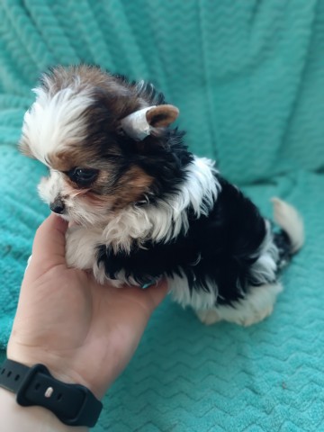 Yorkshire terrier malutki! Rodowod