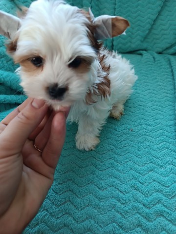 Yorkshire terrier malutki! Rodowod