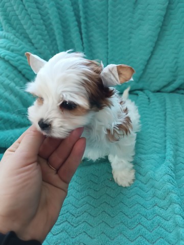 Yorkshire terrier malutki! Rodowod