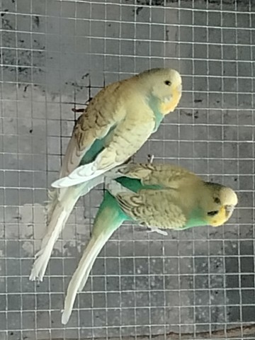 Sprzedam faliste lub zamienię