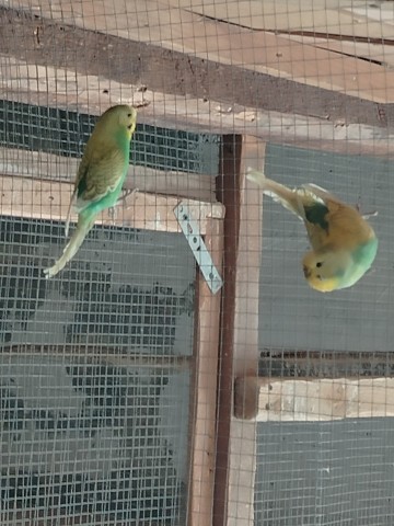 Sprzedam faliste lub zamienię