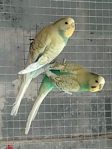 Sprzedam faliste lub zamienię