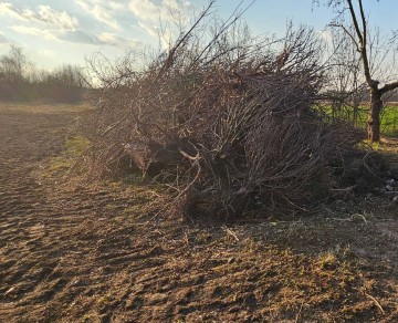 Oddam Gałęzie i krzewy