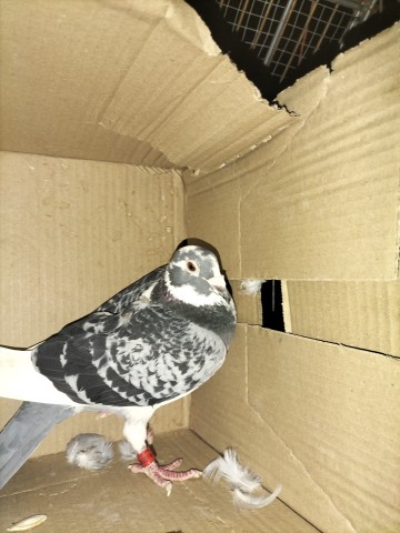 Gołębie zagraniczne DV Belg