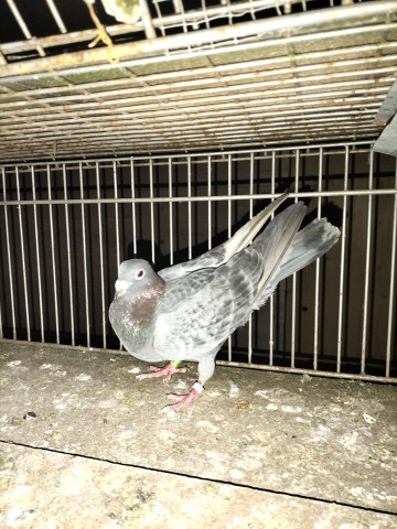 Gołębie zagraniczne DV Belg