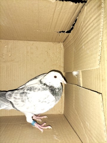 Gołębie zagraniczne DV Belg