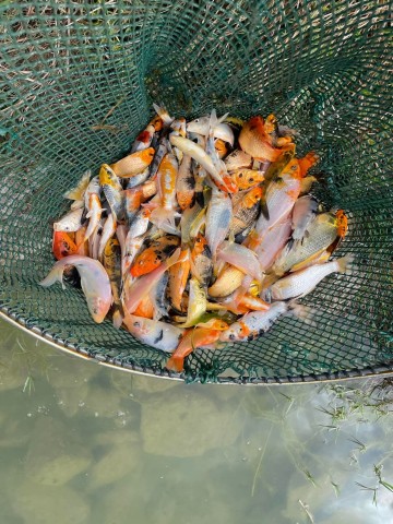 Ryby narybek Jesiotr lin karp Amur Karaś koi kolorowy