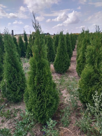 Sprzedam Tuje Szmaragdowe 140-160 cm