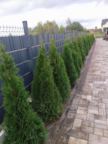 Sprzedam Tuje Szmaragdowe 140-160 cm