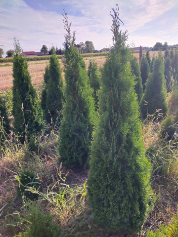 Sprzedam Tuje Szmaragdowe 140-160 cm