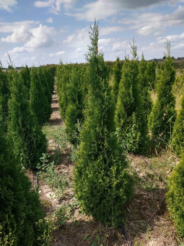 Sprzedam Tuje Szmaragdowe 140-160 cm