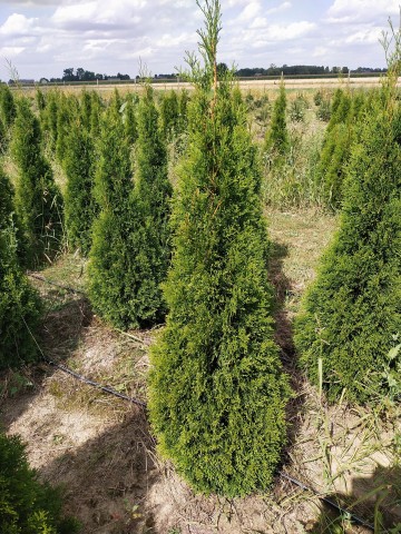 Sprzedam Tuje Szmaragdowe 140-160 cm