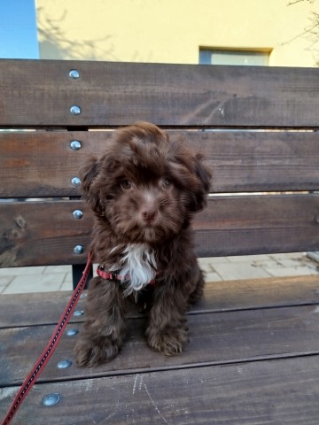 Hawańczyk piesek 1700 zł.