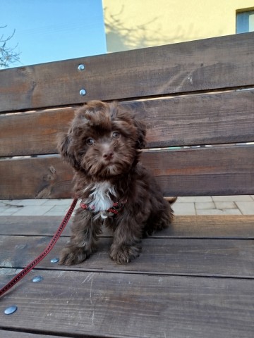 Hawańczyk piesek 1700 zł.