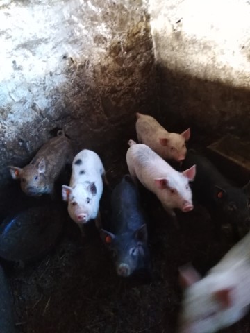 Sprzedam prosięta mieszane