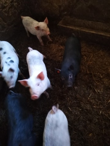 Sprzedam prosięta mieszane