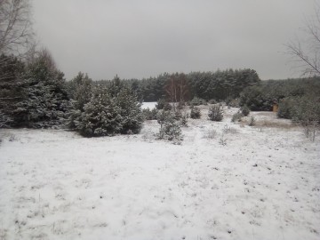 Dom 29m na działce 32 ary