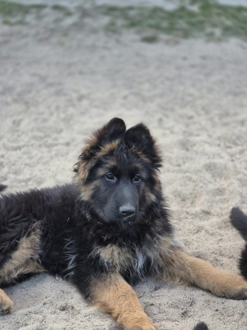 Owczarek niemiecki dlugowłosy szczeniaki