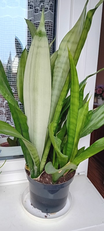 Sansewieria  'Moonshine' - wężownica, jężyki teściowej