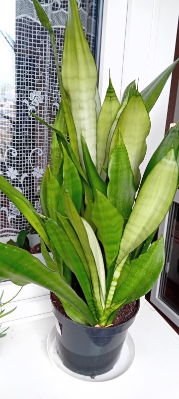 Sansewieria 'Moonshine' - wężownica, jężyki teściowej