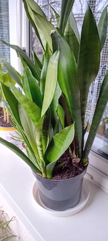 Sansewieria 'Moonshine' - wężownica, jężyki teściowej