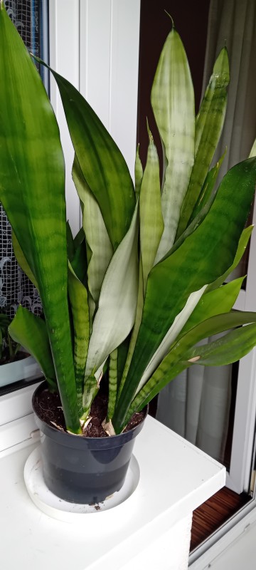 Sansewieria 'Moonshine' - wężownica, jężyki teściowej