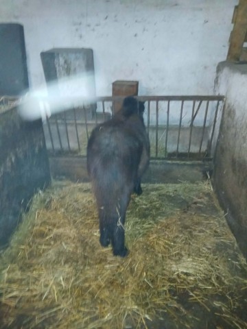 Sprzedam konia/kucyka
