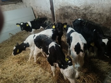 3 sztuki byczka Polskiego