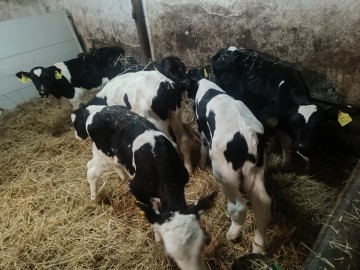 3 sztuki byczka Polskiego