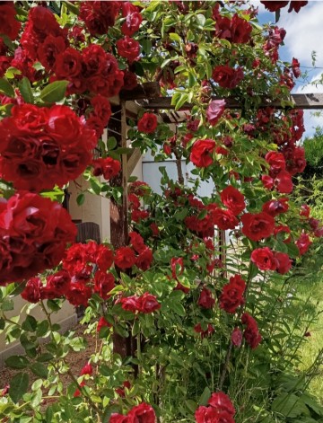 Sprzedam podw&oacute;jną działkę