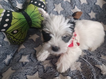 Maleńki yorkshire terrier biewer. Rodow&oacute;d!