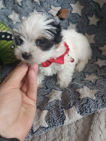 Maleńki yorkshire terrier biewer. Rodowód!