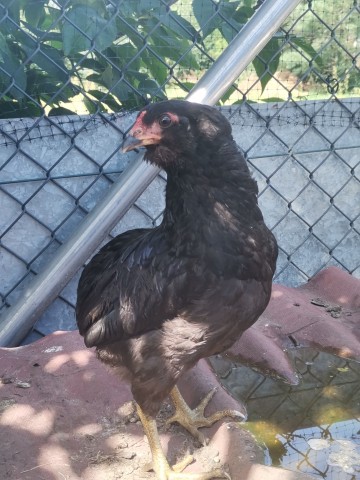 Araucany, Araukany kogut