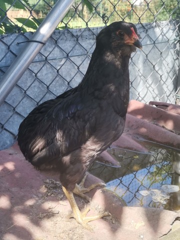 Araucany, Araukany kogut